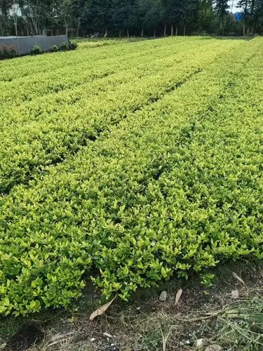 100平方别墅园林景观设计实景